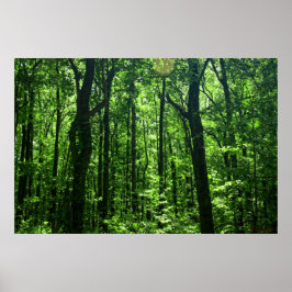 SkogsPoster nr 6182 Poster