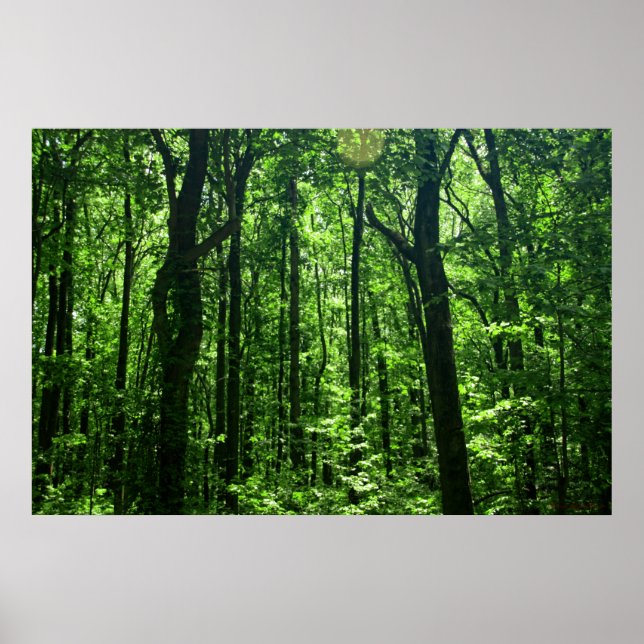 SkogsPoster nr 6182 Poster (Framsidan)