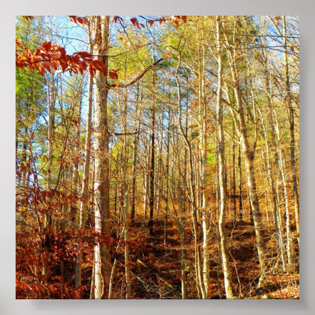 SKOGSSCENE POSTER (Framsidan)