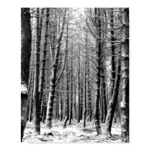 Skogsskog från Winter snö