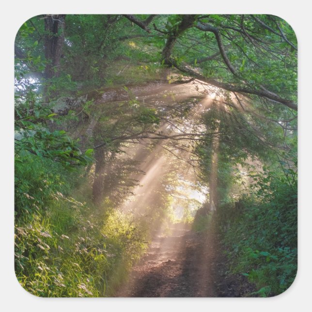 Skogsspår Fyrkantigt Klistermärke (Framsida)