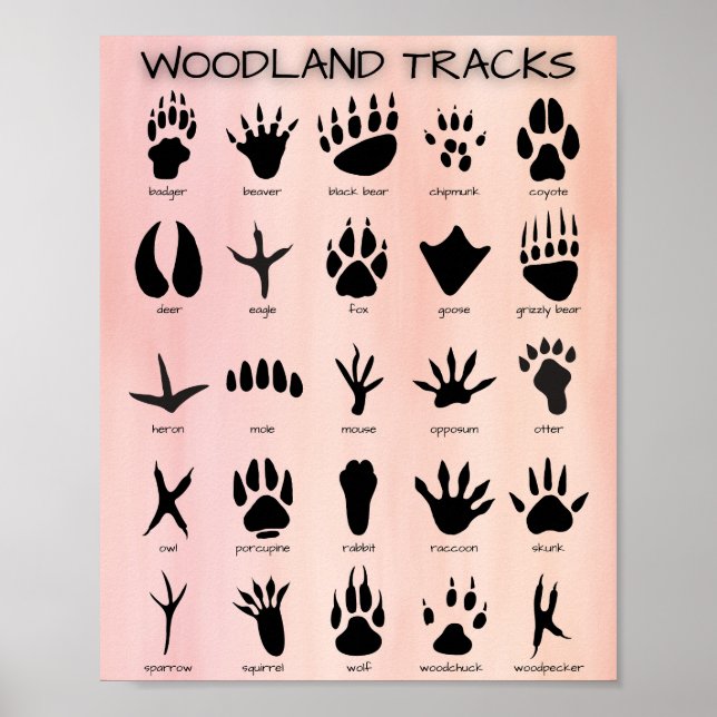Skogsspår Poster (Framsidan)