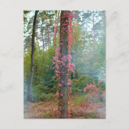 Skogsstämning  -  canvastryck vykort