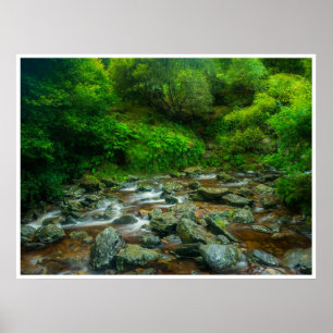 Skogsström i frodig skog (Dargle River) Poster