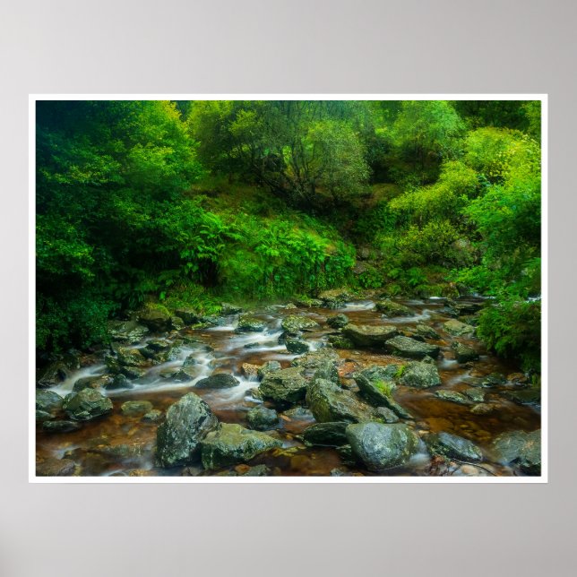 Skogsström i frodig skog (Dargle River) Poster (Framsidan)