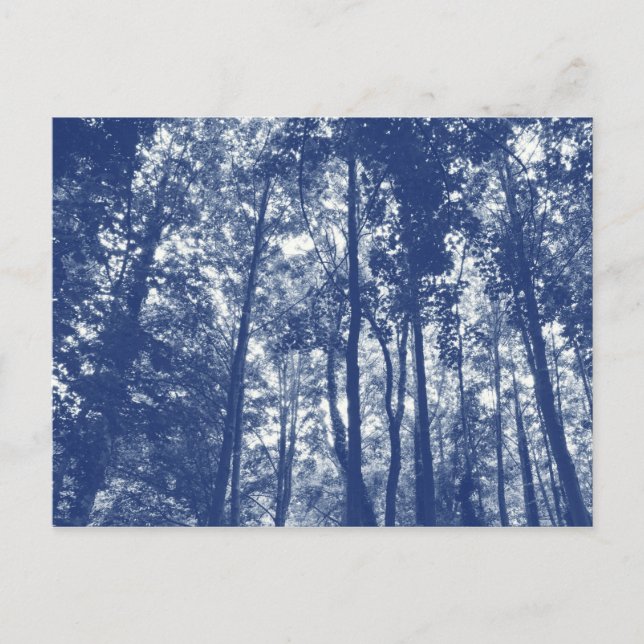 Skogstak - Cyanotypieffekt Vykort (Framsida)
