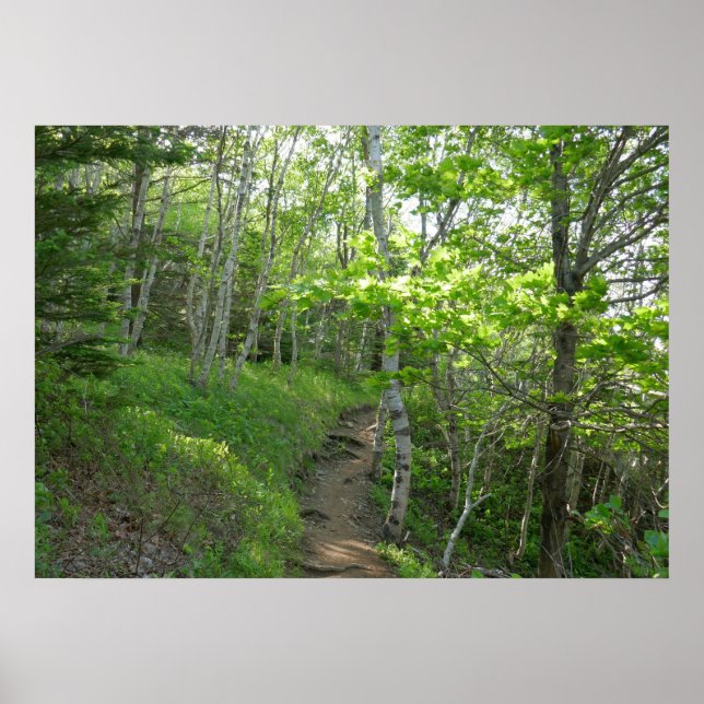 Skogstig vid Acadia National Park Poster (Framsidan)