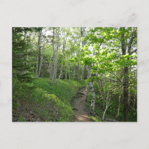 Skogstig vid Acadia National Park Vykort