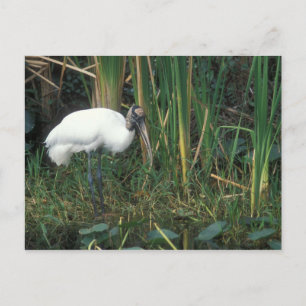Skogstork i Everglades Nationalpark Vykort