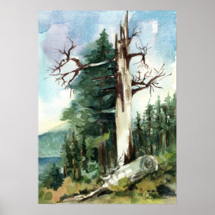 Skogsträd Vandringsslinga Bergvy Poster