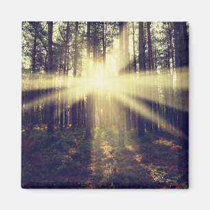 SkogSunbeams Magnet