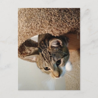 Skogsvaktare katten vykort