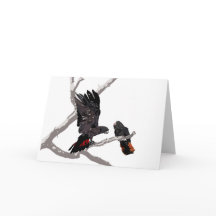 Skogsvansad svart Cockatoo