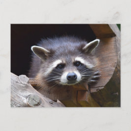 Skogsvaskfotografering Vykort