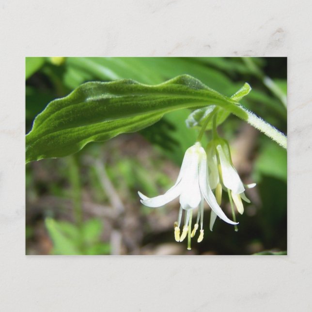 Skogsväxter Vykort (Framsida)