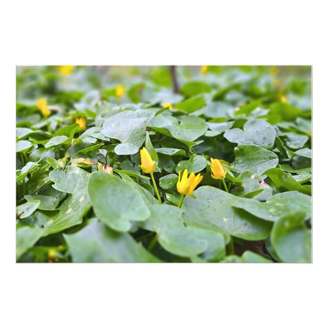 Skogsvilda blommor – botanisk naturfotografering fototryck (Framsidan)