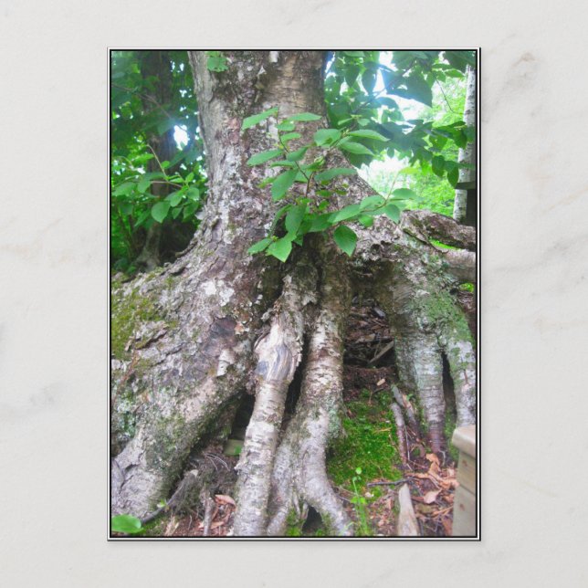 Skogvykort Vykort (Framsida)