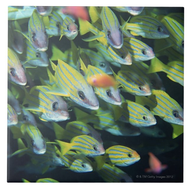 Skola av fisk 7 kakelplatta (Framsidan)