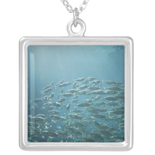 Skola av fisken, Nassau, Bahamas Silverpläterat Halsband (Framsidan)