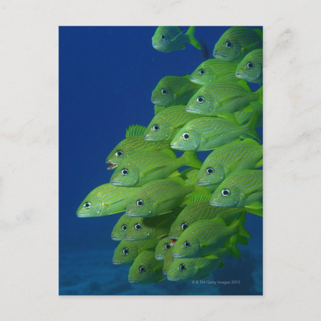 Skola av fransk blåstrimmig och margate-grynt vykort (Framsida)