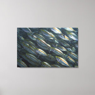 Skola av gula jackar (Carangoides) Canvastryck