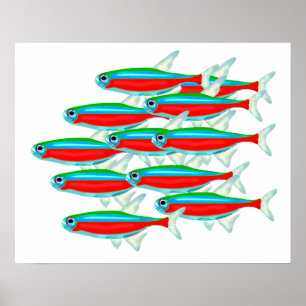 Skola av neon Tetras Poster