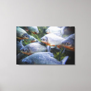 Skola av Piranhas (den Pygocentrus nattererien) Canvastryck