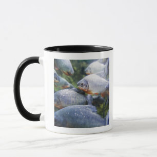 Skola av Piranhas (den Pygocentrus nattererien) Mugg