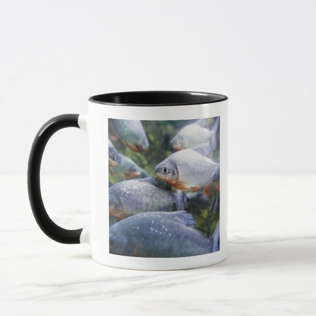 Skola av Piranhas (den Pygocentrus nattererien) Mugg (Vänster)