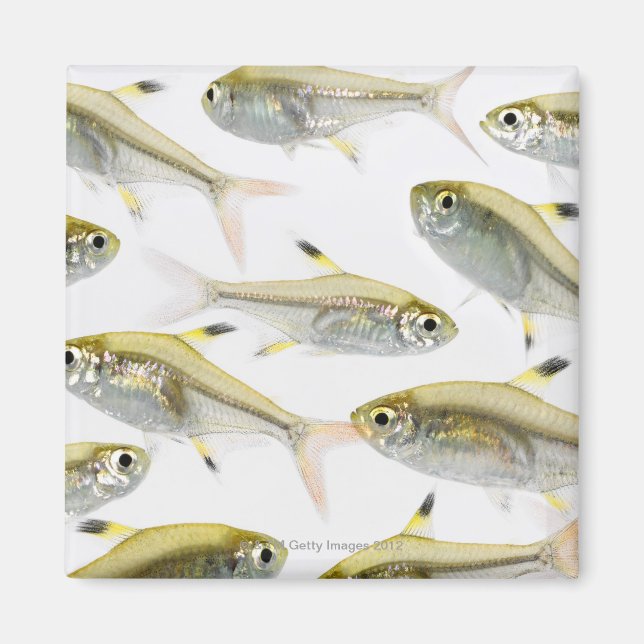 Skola av röntgentetrafisk (Pristella) Magnet (Framsidan)