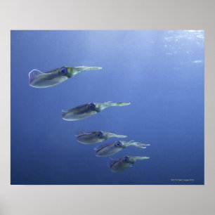 Skola av tioarmad bläckfisk i det karibiskt poster