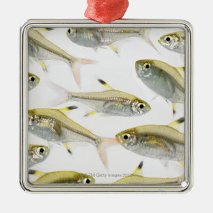 Skola av X-ray den tetra fisken (Pristella Julgransprydnad Metall