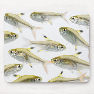 Skola av X-ray den tetra fisken (Pristella Musmatta