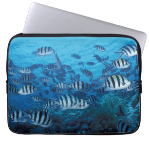 Skola i stripe Fish Laptop sleeve