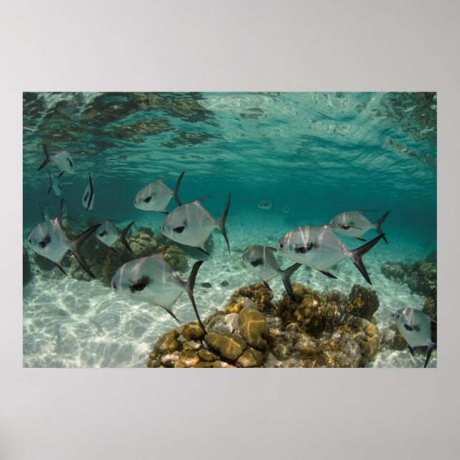 Skola med Permit-fisk Poster (Framsidan)