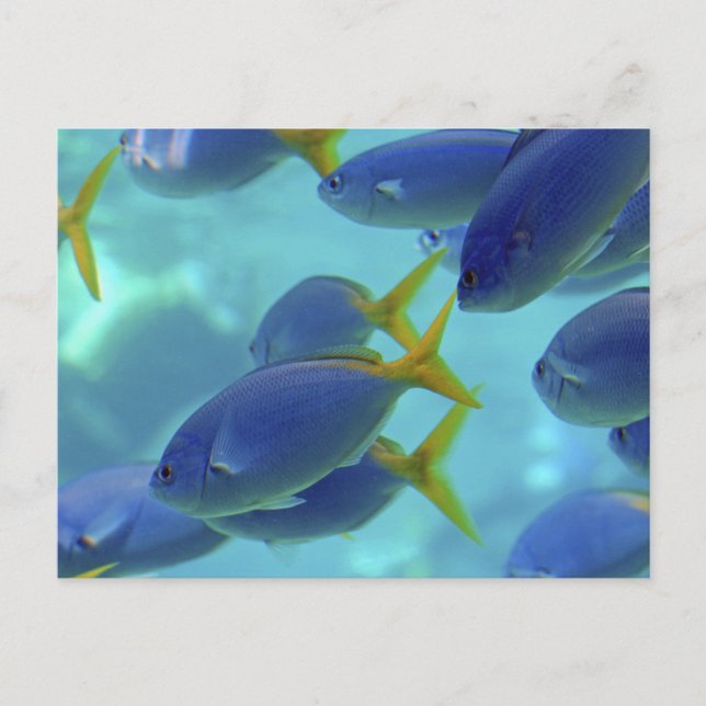 Skolan är ut! vykort (Framsida)