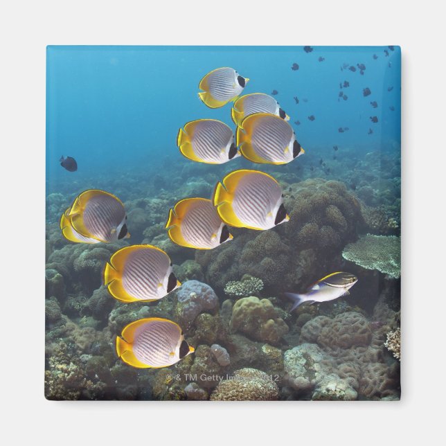 Skolan för angelfisk magnet (Framsidan)