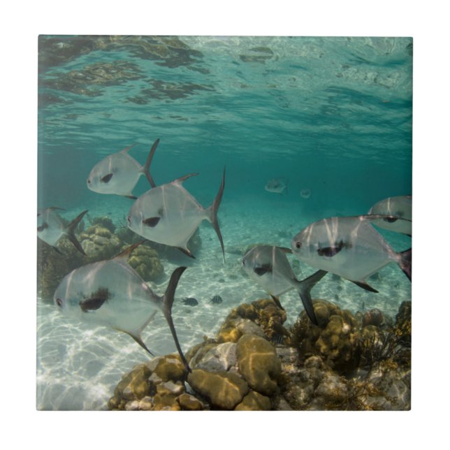 Skolan för tillåtna fiskar kakelplatta (Framsidan)