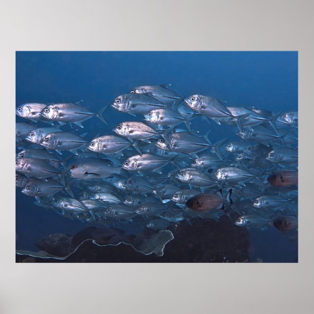 Skolan i Jackar Poster (Framsidan)