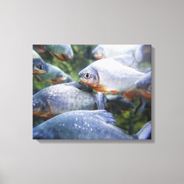 Skolan i Piranhas (Pygocentrus nattereri) Canvastryck (Framsida)