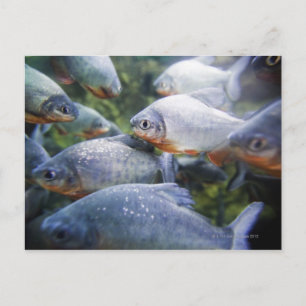 Skolan i Piranhas (Pygocentrus nattereri) Vykort