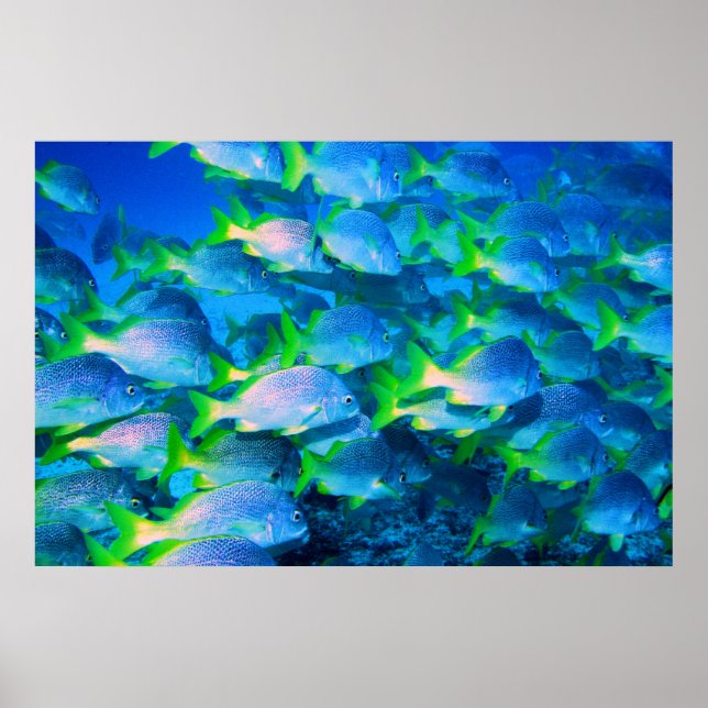 Skolan i Snappers Poster (Framsidan)