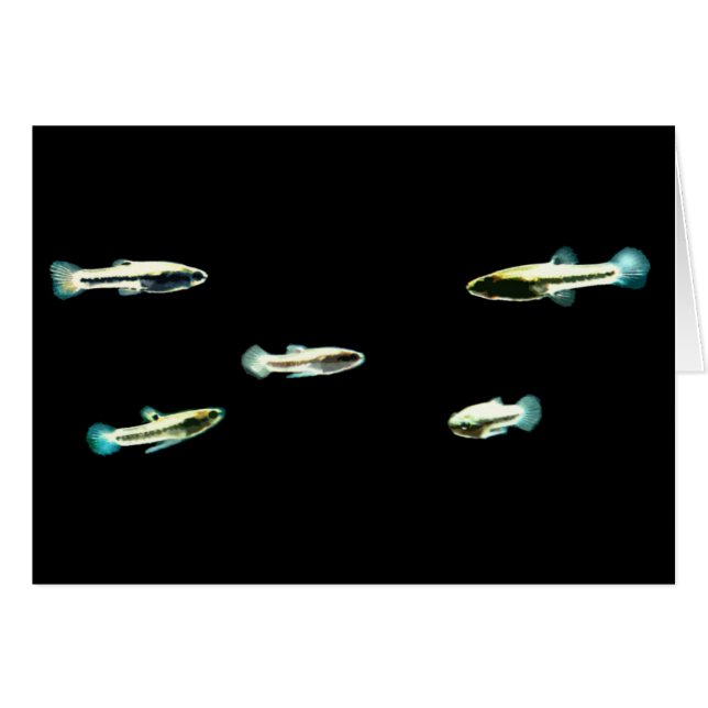 Skolan Least Killifish Hälsningskort (Framsidan Horizontal)