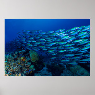 Skolar den tropiska fisken för korallhavet poster