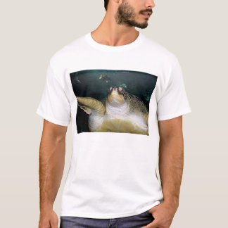 Sköldpadda 2 tee