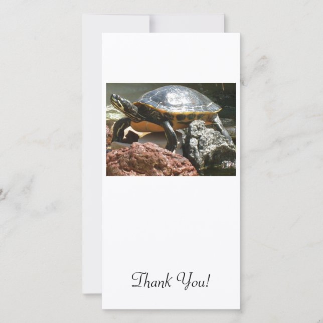 Sköldpadda i fisktank tack kort (Framsida)
