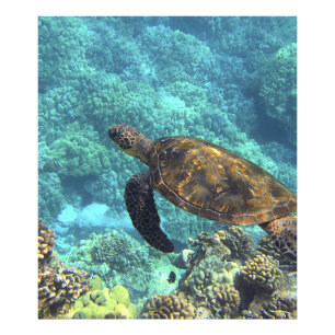 sköldpadda i havet fototryck