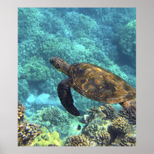 sköldpadda i havet poster