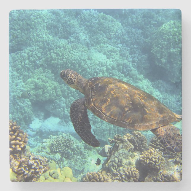 sköldpadda i havet stenunderlägg (Framsidan)