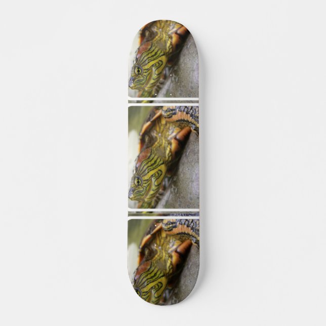 Sköldpadda Identifiering Skateboard (Framsida)